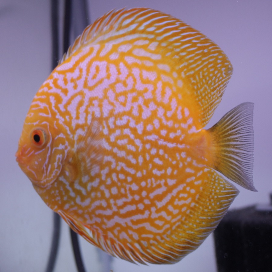 【極上】お正月大特価スタート！！　アルビノ・レッドゴールデンダイヤモンド・ホワイトトリム　産卵確認済ペア