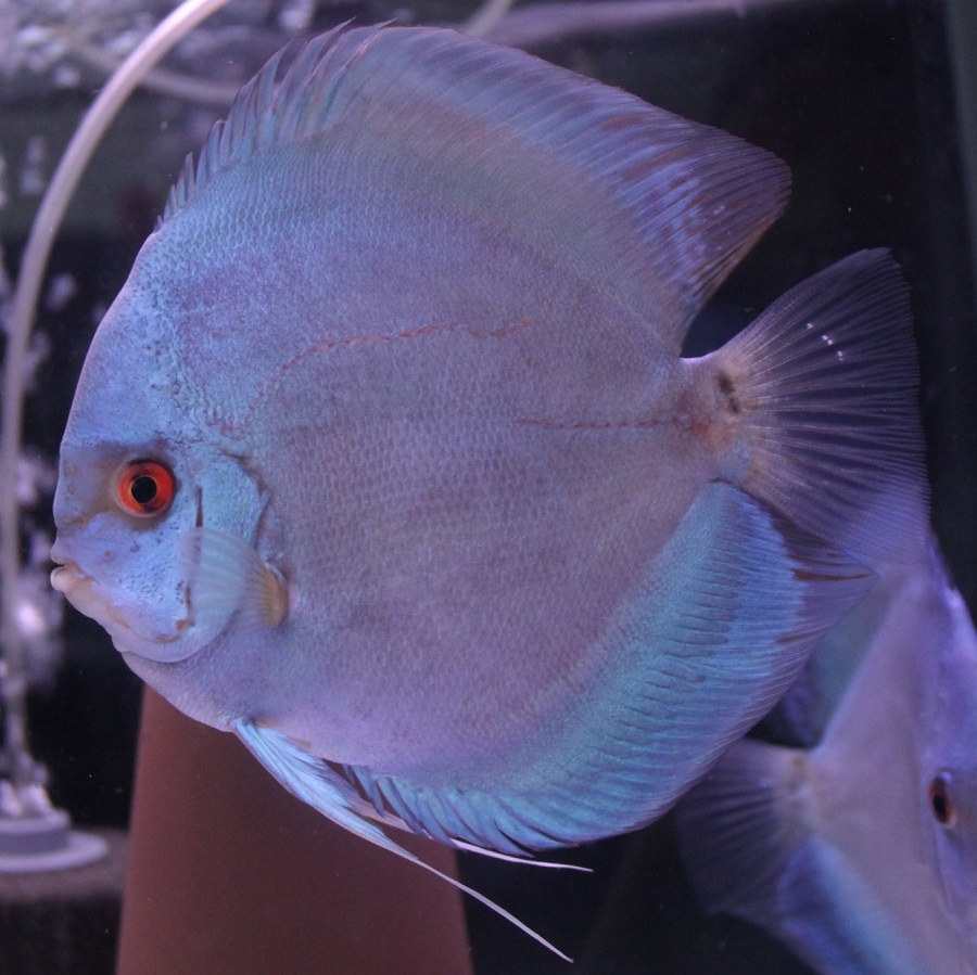 ディスカス専門店 B-Collection (ビーコレクション) - 熱帯魚