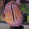 wbPCO[